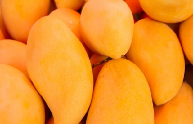 47 días en contenedor reefer y el mango llegó fresco a Hong Kong